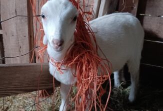 Life With Goats: Thank Goodness for Calm Genetics